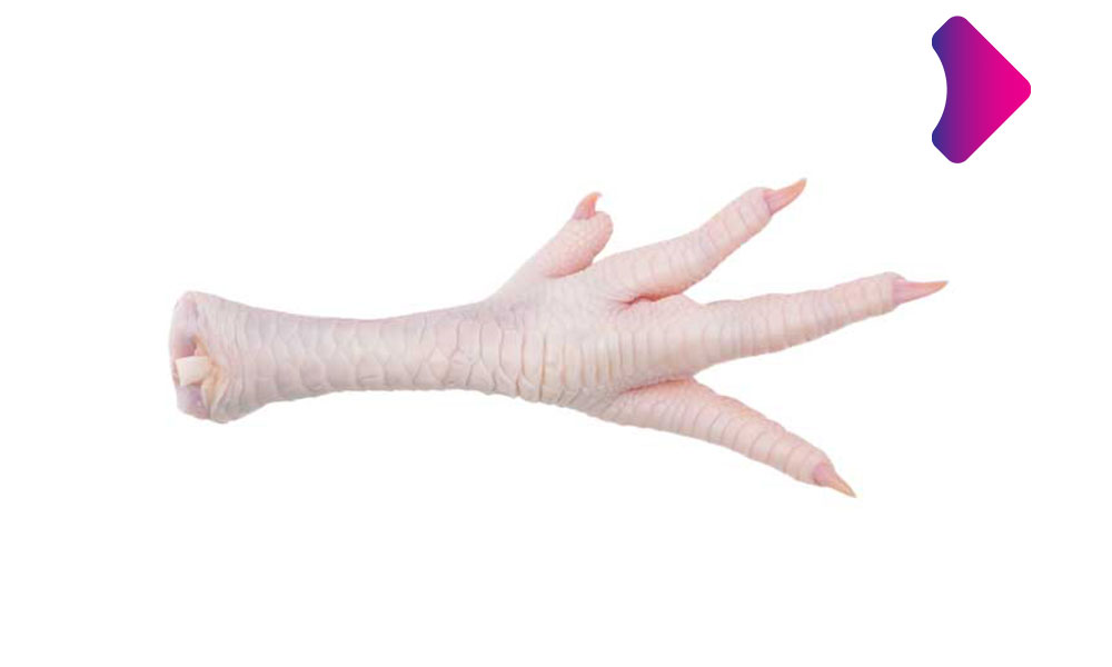 پای مرغ